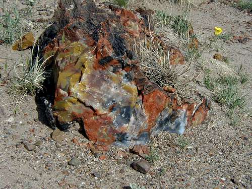 In Petrified Forest National Park