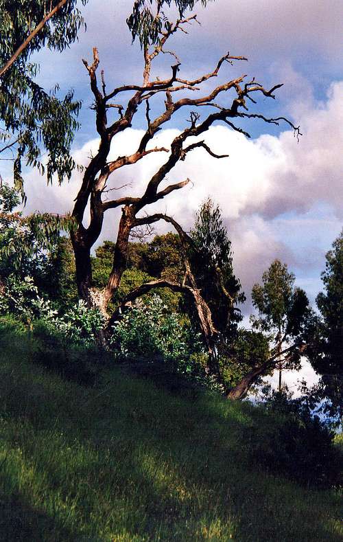Dead tree on San Rafael Hill