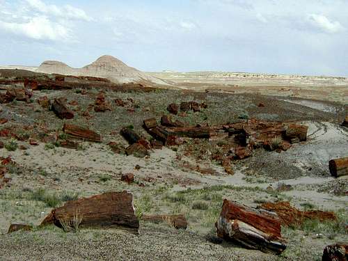 In Petrified Forest National Park