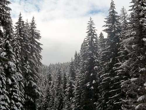 Snowcovered trees on the way up