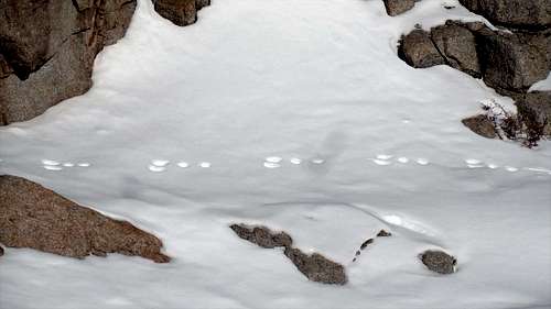 Small animal footprints on Mt Whitney trail in winter
