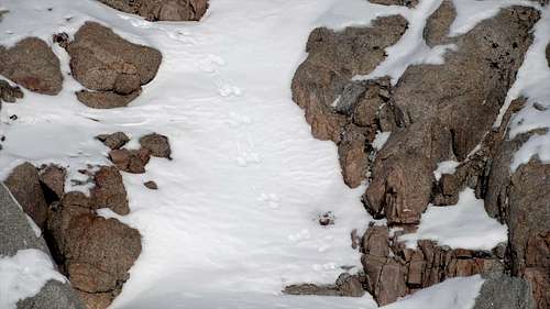 Animal footprints on Mt Whitney trail in winter