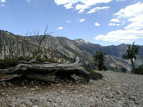 Mount Charleston in Nevada