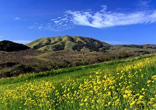 Mustard weed and Black Mountain