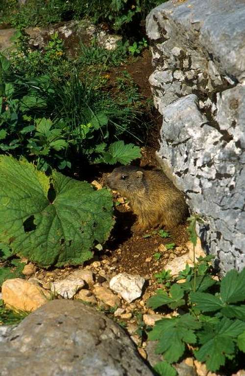 A young marmot (the Bavarians...