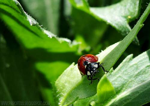 French Ladybug