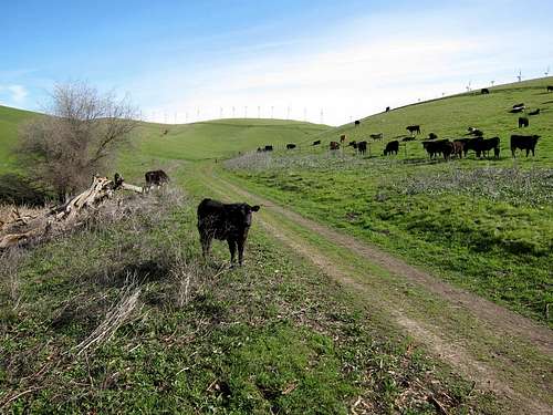 Cattle on Brushy Peak Loop