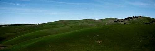 Californa Grassland Panorama