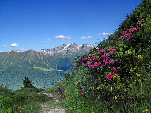 Schwarzhorn and rhododendrons