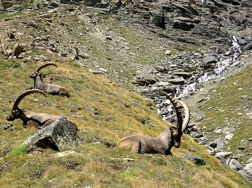 Lauson basin: herd of steinbocks (Capra ibex) <br>at the foot of  Colle della Rossa