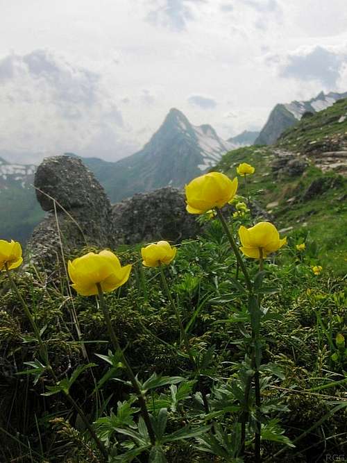 Alpine flowers against the backdrop of Glegghorn