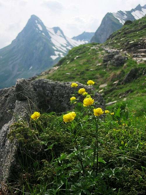 Alpine flowers and Glegghorn