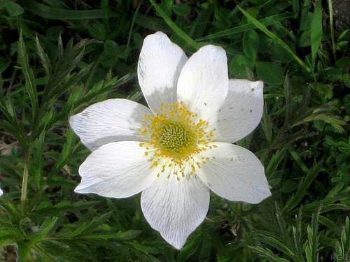 Alpine flower