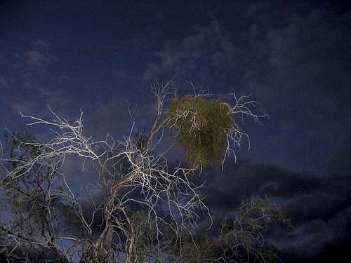 Mistletoe in Tree at Night Joshua Tree