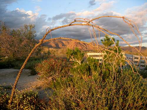 Desert Wildflower Bloom – Joshua Tree National Park