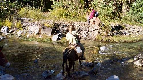 Mules can aid in the stream...