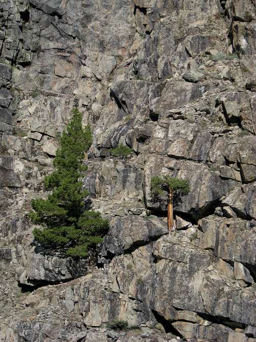 Kings Canyon Wall with Tree
