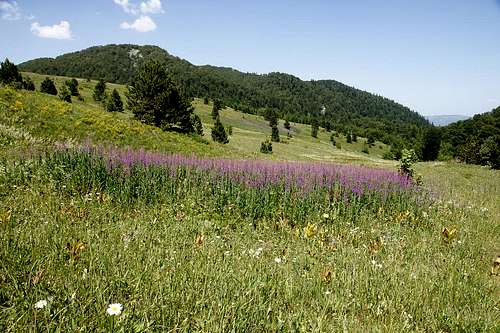 The fields of wild flowers on Zelengora