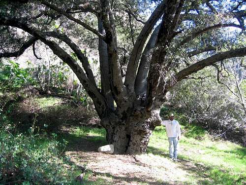 Tree on Eaton Canyon hike