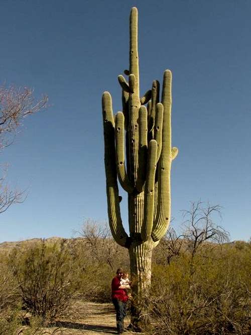 That's one big cactus!