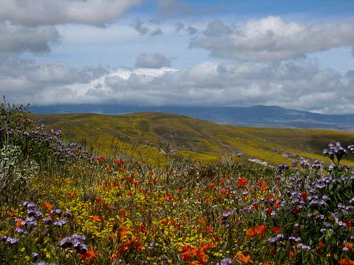 Desert Wildflower Bloom – Antelope Valley California Poppy Reserve