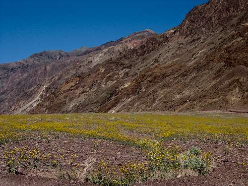 Desert Wildflower Bloom – Death Valley National Park