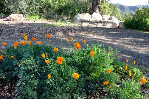 Stone bench and California poppies