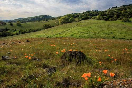 Poppies and Burdell Mountain