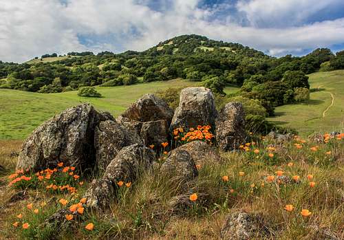 Poppies, rocks and Burdell Mountain
