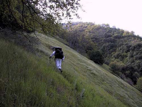 A steep hillside early on the...