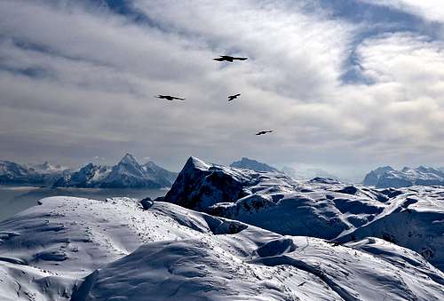 Alpine choughs flying over the Untersberg