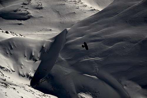 Alpine chough flying over the snow