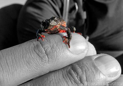 Flamenguinho Frog (Melanophryniscus moreirae) cut out
