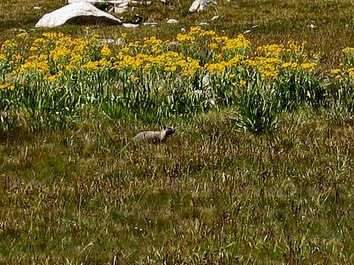 Guitar Lake Marmot