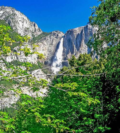 Yosemite Falls through spring oaks
