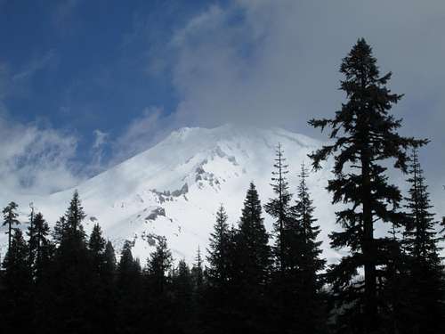 A view of Mount Shasta through the trees, April 2013