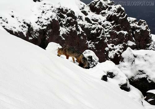 Andean fox on Cotopaxi