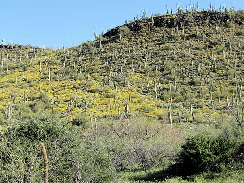 Slopes of Hackberry Mesa