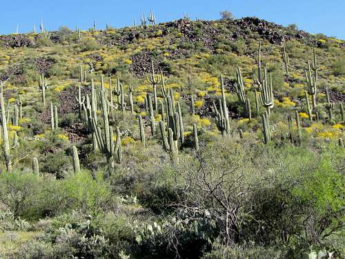 Slopes of Hackberry Mesa