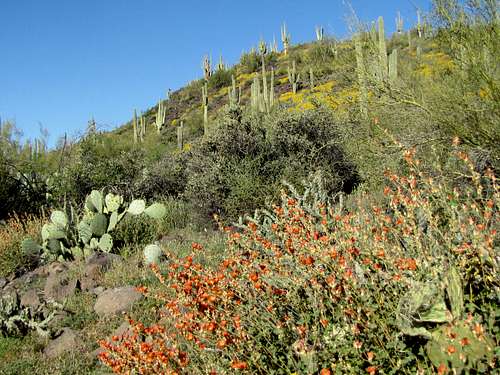 Descending into Second Water Canyon