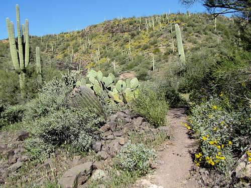 Descending into Second Water Canyon