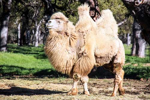 Bactrian camels  in the Mayacama Mountains