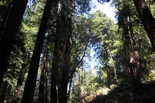 Muir Woods National Monument Forest