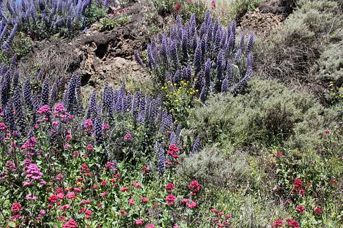 Wildflower Bloom in Golden Gate National Recreational Area