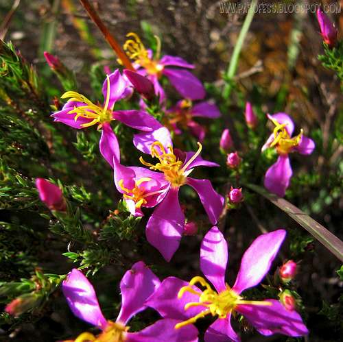 Alpine wild flower