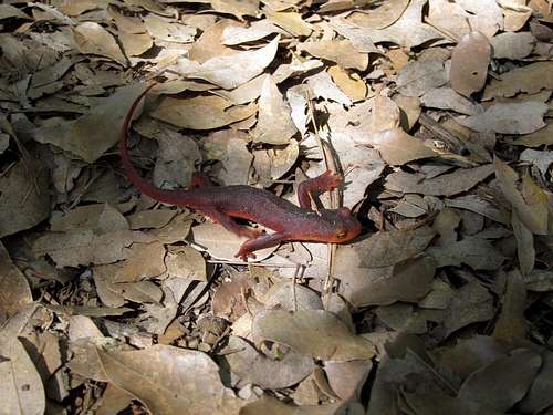 Salamander on Rancheria Trail