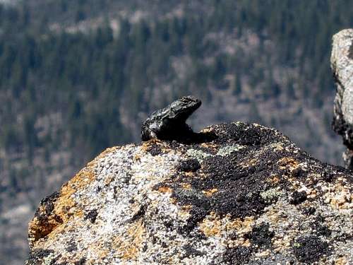 Lizard on LeConte Point