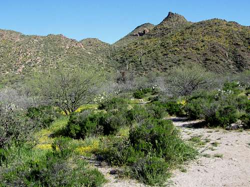 Junction of Black Mesa & Dutchman Trails