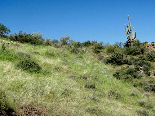 Grassy slope with Saguaro Cactus