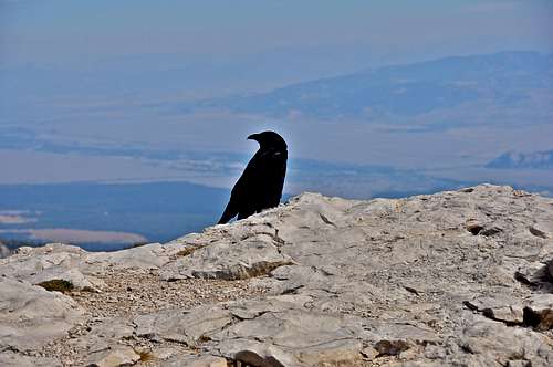 Crow on the top of Corbet's Rock